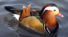 Wood Ducks - Mandarin